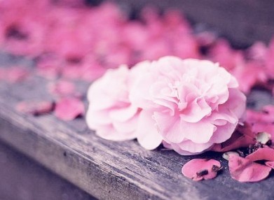 唯美诗意<u>一</u>爱<u>一</u>情短语